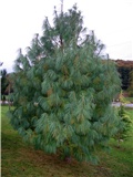 Pinus wallichiana